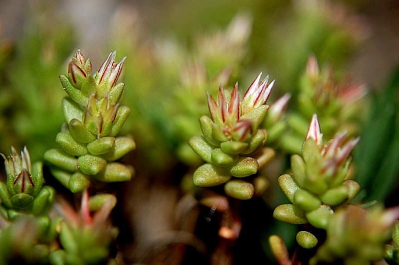 Sedum caespitosum / Borracina cespugliosa